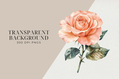 Blush &amp; Peach Watercolor Roses Clipart BUNDLE PNG. Product Image 2