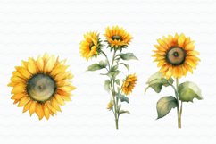 Sunflowers Watercolor Clipart Product Image 5