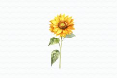 Sunflowers Watercolor Clipart Product Image 6