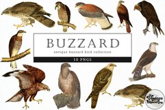 Buzzard Vintage Animal illustration Clip Art, Clipart Product Image 1
