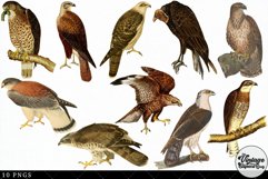Buzzard Vintage Animal illustration Clip Art, Clipart Product Image 3