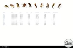 Buzzard Vintage Animal illustration Clip Art, Clipart Product Image 2