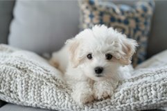 Cute white puppy relaxing on knit blanket Product Image 1