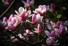 Bloomy magnolia tree flowers. Generate Ai Product Image 1