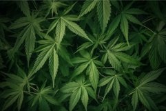 Cannabis leaves. Generate Ai Product Image 1