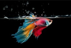 Colorful fish floating. Underwater concept Product Image 1