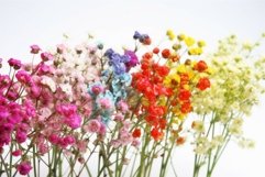 Colorful gypsophila. Generate Ai Product Image 1