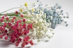 Colorful gypsophila wild. Generate Ai Product Image 1