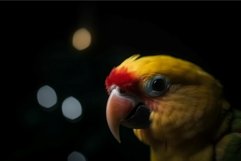 Yellow cute parrot. Generate AI Product Image 1