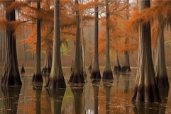 Cypress autumn trees. Generate Ai Product Image 1