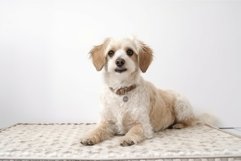 Dog lying mat adorable. Generate Ai Product Image 1