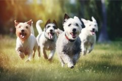 Dogs park summer. Generate Ai Product Image 1