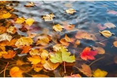 Fall leaves in water pond. Generate ai Product Image 1