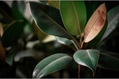 Ficus elastic plant indoor house. Generate Ai Product Image 1