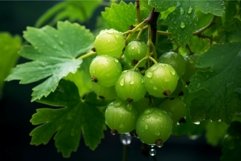 Gooseberry on black background Product Image 1