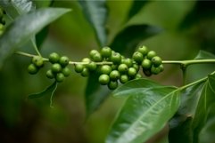 Green peppercorns brunch. Generate Ai Product Image 1