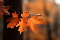 Maple leaves autumn orange. Generate Ai Product Image 1