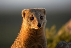 Mongoose south Africa. Generate ai Product Image 1