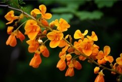 Vibrant orange cassia flowers on dark background Product Image 1