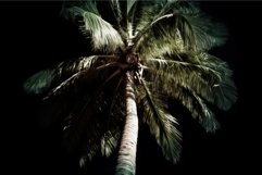 Palm tree night. Generate Ai Product Image 1