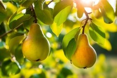 Pear fruits branch. Generate Ai Product Image 1