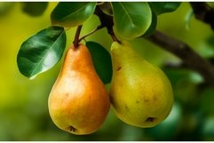 Pear fruits branch tree. Generate Ai Product Image 1