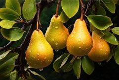 Aromatic Pear organic fruits branch. Generate Ai Product Image 1