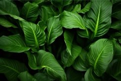 Broad Plantain leaves. Generate Ai Product Image 1