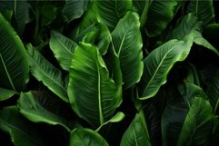 Veiny Plantain leaves. Generate Ai Product Image 1
