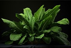 Glossy Plantain leaves. Generate Ai Product Image 1