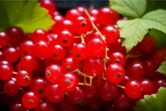 Vibrant Red currant berries. Generate Ai Product Image 1