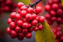 Vibrant Red berries branch viburnum fall. Generate Ai Product Image 1