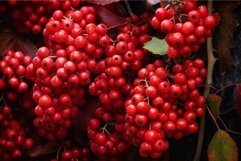 Seasonal Red berries branch viburnum fall. Generate Ai Product Image 1