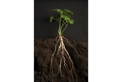 Seeding showing roots earth. Generate Ai Product Image 1