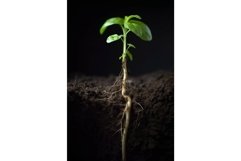 Plant showing root. Generate Ai Product Image 1