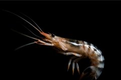 Sea shrimp raw on black background. Generate Ai Product Image 1