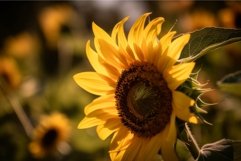 Close-up of a vibrant sunflower bathed in the warm light of Product Image 1