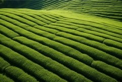 Tea field green color top view texture. Generate Ai Product Image 1