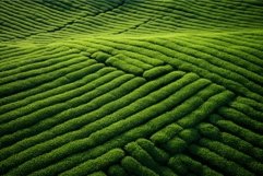 Tea field top view texture work scene. Generate Ai Product Image 1