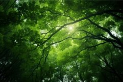 Sunlight piercing through lush forest canopy Product Image 1