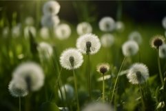 Fluffy dandelions. Generate Ai Product Image 1