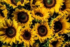 Colorful sunflower bloomed. Generate AI Product Image 1