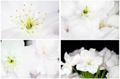 38 White Blossom Floral Flower Close Up Abstract Background Product Image 2