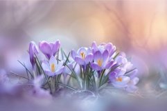 Enchanting crocus blooms at dawn Product Image 1
