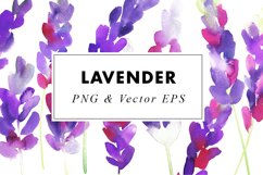 Watercolor Lavender Illustration ClipArt PNG & EPS Vector Product Image 3