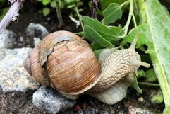 Big garden snail in shell crawling on wet road hurry home Product Image 4
