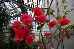 blooming flowers in the garden Product Image 1