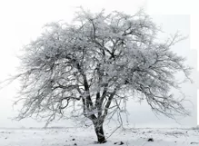30 SNOW TREES TRANSPARENT PNG FILES, PHOTOSHOP OVERLAYS Product Image 9