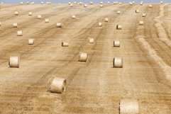 harvest of cereals Product Image 1