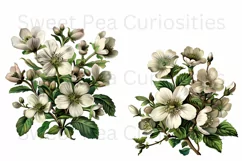 Flowers, Ephemera, PNG, Junk Journal, Vintage, clipart Product Image 2